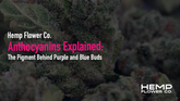 Anthocyanins Explained: The Pigment Behind Purple and Blue Buds