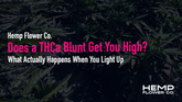Does a THCa Blunt Get You High? What Actually Happens When You Light Up