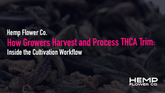 How Growers Harvest and Process THCA Trim: Inside the Cultivation Workflow
