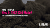 How Is THCA Kief Made? The Science Behind Trichome Collection