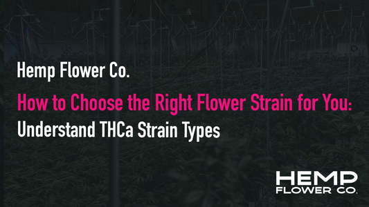 How to Choose the Right THCa Flower Strain