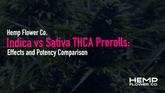 Indica vs Sativa THCA Prerolls: Effects and Potency Comparison