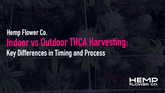 Indoor vs Outdoor THCA Harvesting: Key Differences in Timing and Process