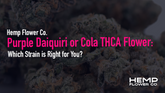 Purple Daiquiri or Cola THCA Flower: Which Strain is Right for You?