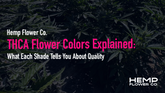 THCA Flower Colors Explained: What Each Shade Tells You About Quality