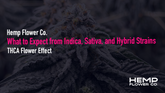 THCA Flower Effects: What to Expect from Indica, Sativa, and Hybrid Strains