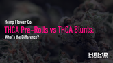 THCA Pre-Rolls vs THCA Blunts: What's the Difference?