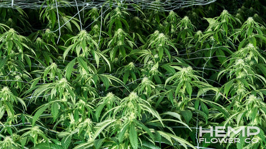 thca flower wholesale