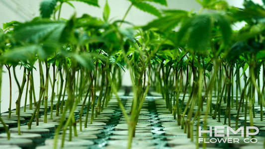 Exploring the Benefits of THCA Flower Wholesale:
