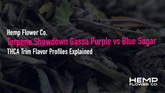 Terpene Showdown: Gassa Purple vs Blue Sugar THCA Trim Flavor Profiles Explained