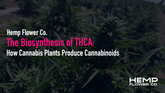 The Biosynthesis of THCA: How Cannabis Plants Produce Cannabinoids