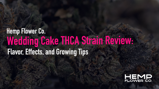 Wedding Cake THCA Strain Review