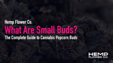 What Are Small Buds? The Complete Guide to Cannabis Popcorn Buds