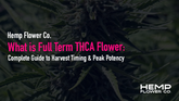 What is Full Term THCA Flower: Complete Guide to Harvest Timing & Peak Potency