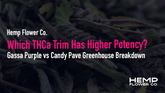 Which THCa Trim Has Higher Potency? Gassa Purple vs Candy Pave Greenhouse Breakdown
