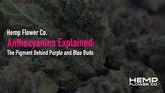 Anthocyanins Explained: The Pigment Behind Purple and Blue Buds