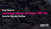 How Growers Harvest and Process THCA Trim: Inside the Cultivation Workflow