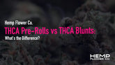THCA Pre-Rolls vs THCA Blunts: What's the Difference?