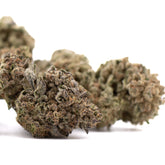 Black Ice THCa Hemp Flower Greenhouse Wholesale