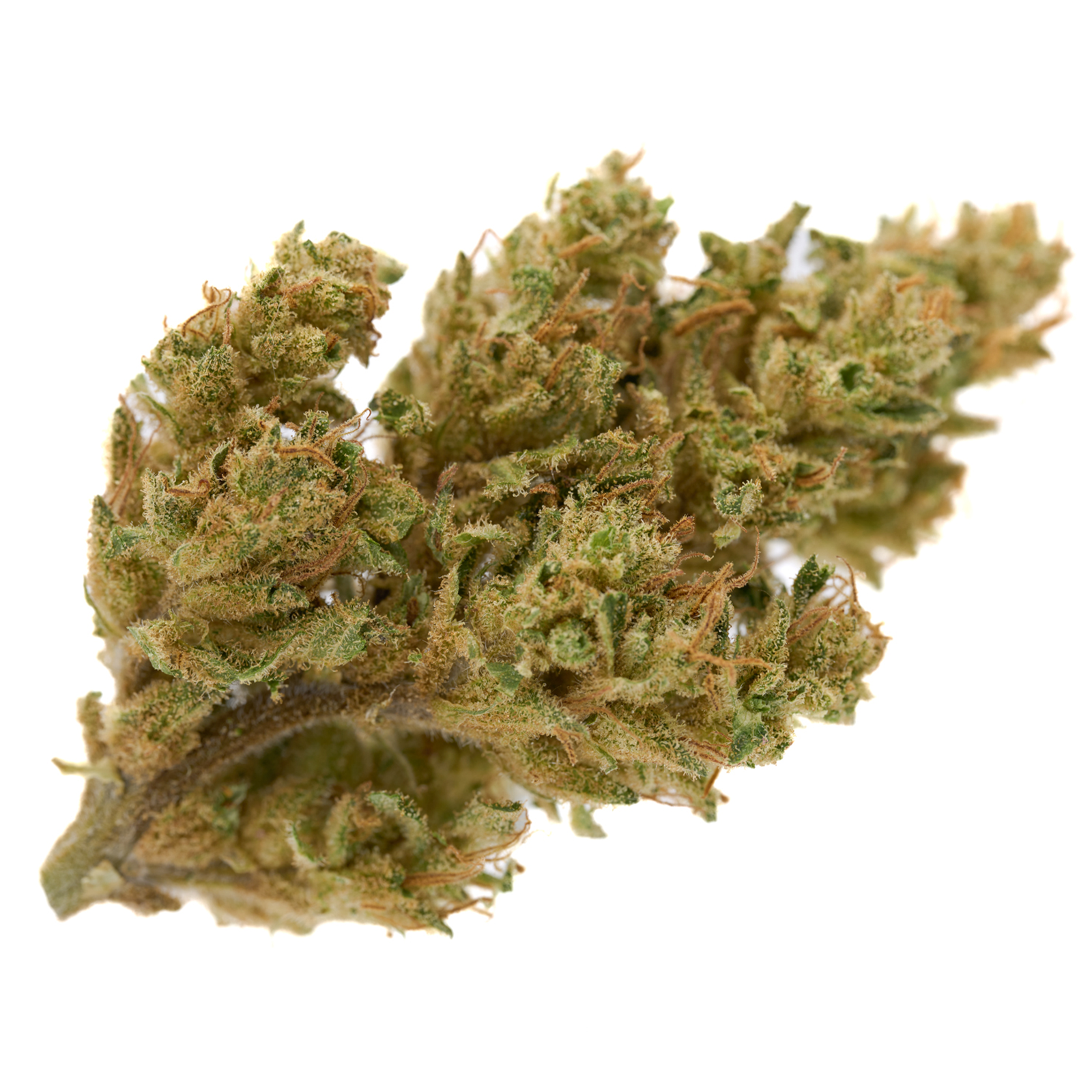 Dense light green CBD hemp flower with orange hairs and trichomes in Early Wu Sour Diesel strain