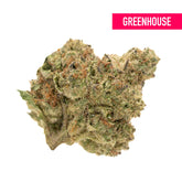 GMO THCa Hemp Flower Greenhouse - Plants