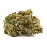 Dense Grizzly Gas indoor THCA flower bud with orange pistils and green foliage