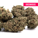 Canal Street Runtz THCa Hemp Flower Greenhouse Wholesale