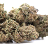 Royal Highness THCa Flower Full-Term Wholesale