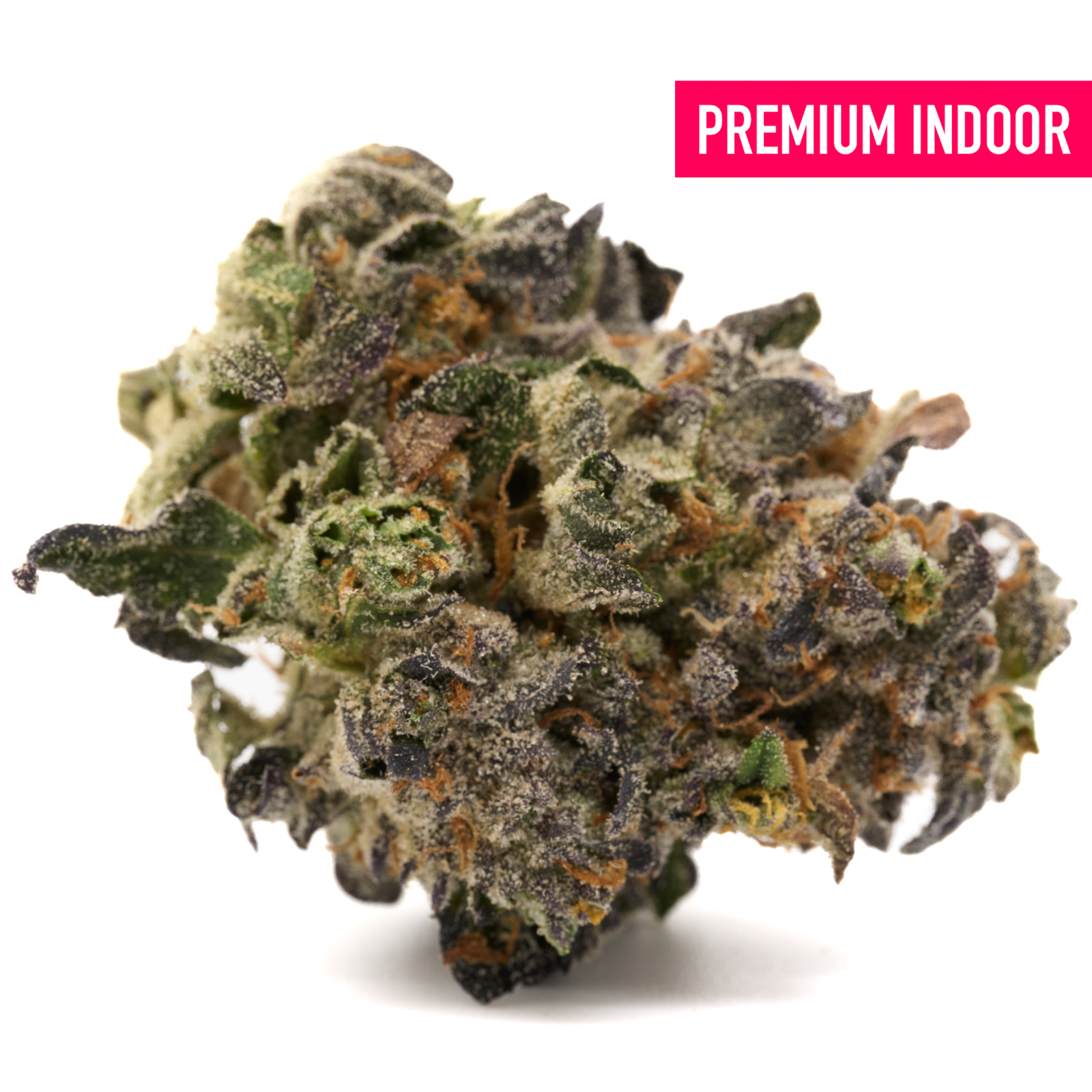 Russian Runtz indoor THCA flower with dense trichomes and vibrant orange hairs for indica sedation