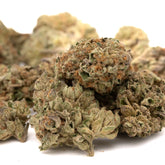 Ambrosia THCa Hemp Flower Wholesale - Plants