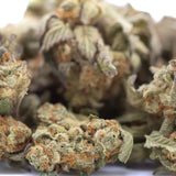 Lush dense astroboy thca hemp flower greenhouse smalls with frosty green and orange hues showcasing terpene expression