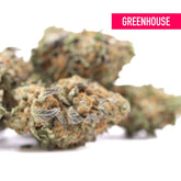 Astroboy thca hemp flower by greenhouse features dense green and orange buds with sweet buttery ortega x cinderella traits