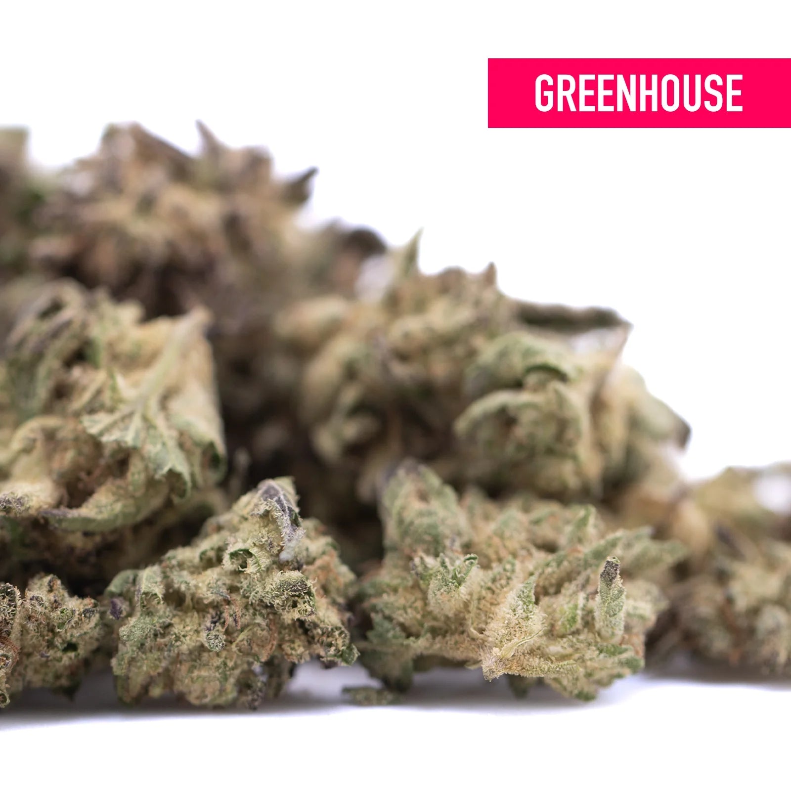 A pile of dense green and brown blue sugar hemp flower buds with visible trichomes for sugar cookies strain