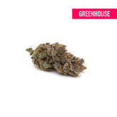 Blueberry Diesel THCa Hemp Flower Greenhouse - Plants
