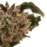 A dense green and purple blueberry muffin full-term thca flower bud with a frosty coating and rich terpene profile from indoor cultivation