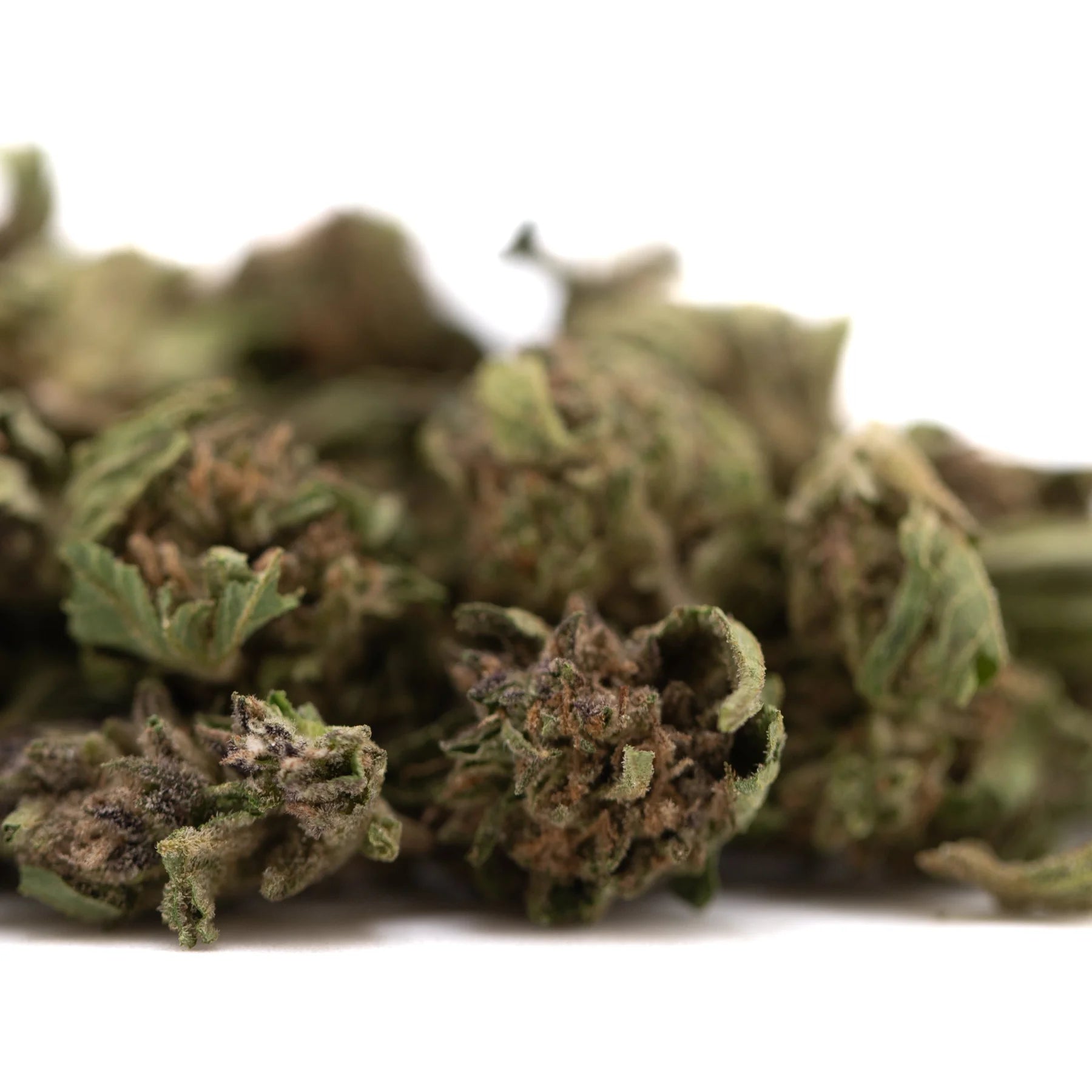 Dried blueberry muffin full-term thca flower buds with green and brown hues and terpene profile from indoor cultivation