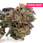 Chunky Monkey Indoor Cultivation THCA Flower Wholesale with vibrant purple hues and orange hairs