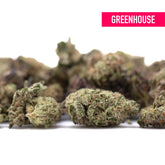 Daily grape thca hemp flower greenhouse smalls with dense frosty green and purple hues resembling granddaddy purple