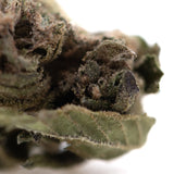 Dense green dirty laundry full-term thca flower bud with fine trichomes and purple hues from indoor cultivation terpene profile