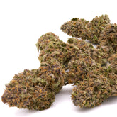 Dream Queen THCa Hemp Flower Greenhouse - Plants