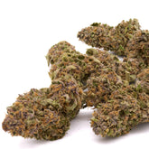 Dream Queen THCa Hemp Flower Greenhouse - Plants