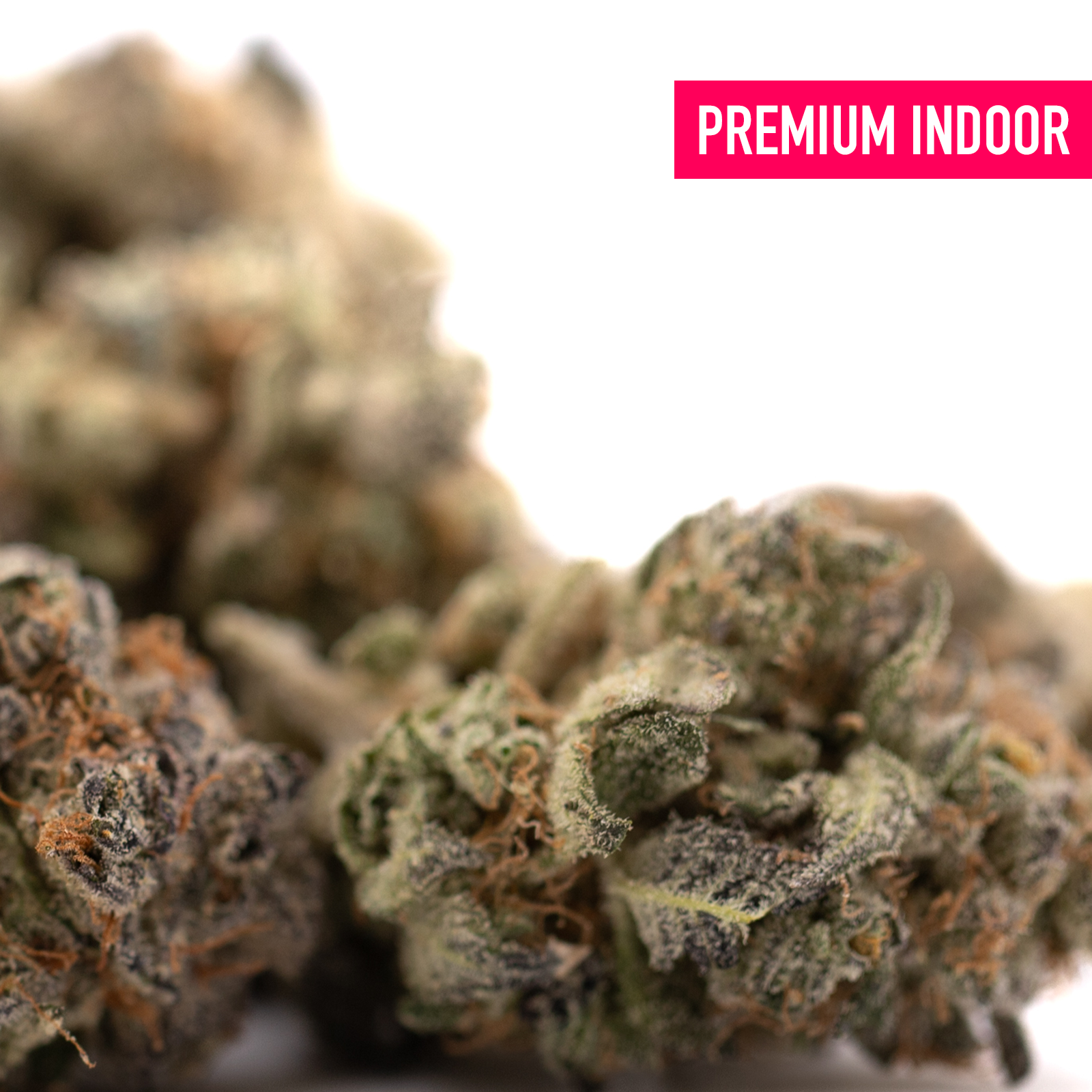 Close-up of Garlic OG’s premium indoor THCA flower wholesale with rich cannabinoid content