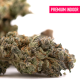 Gary Payton indoor THCA flower bud with dense trichomes and orange pistils