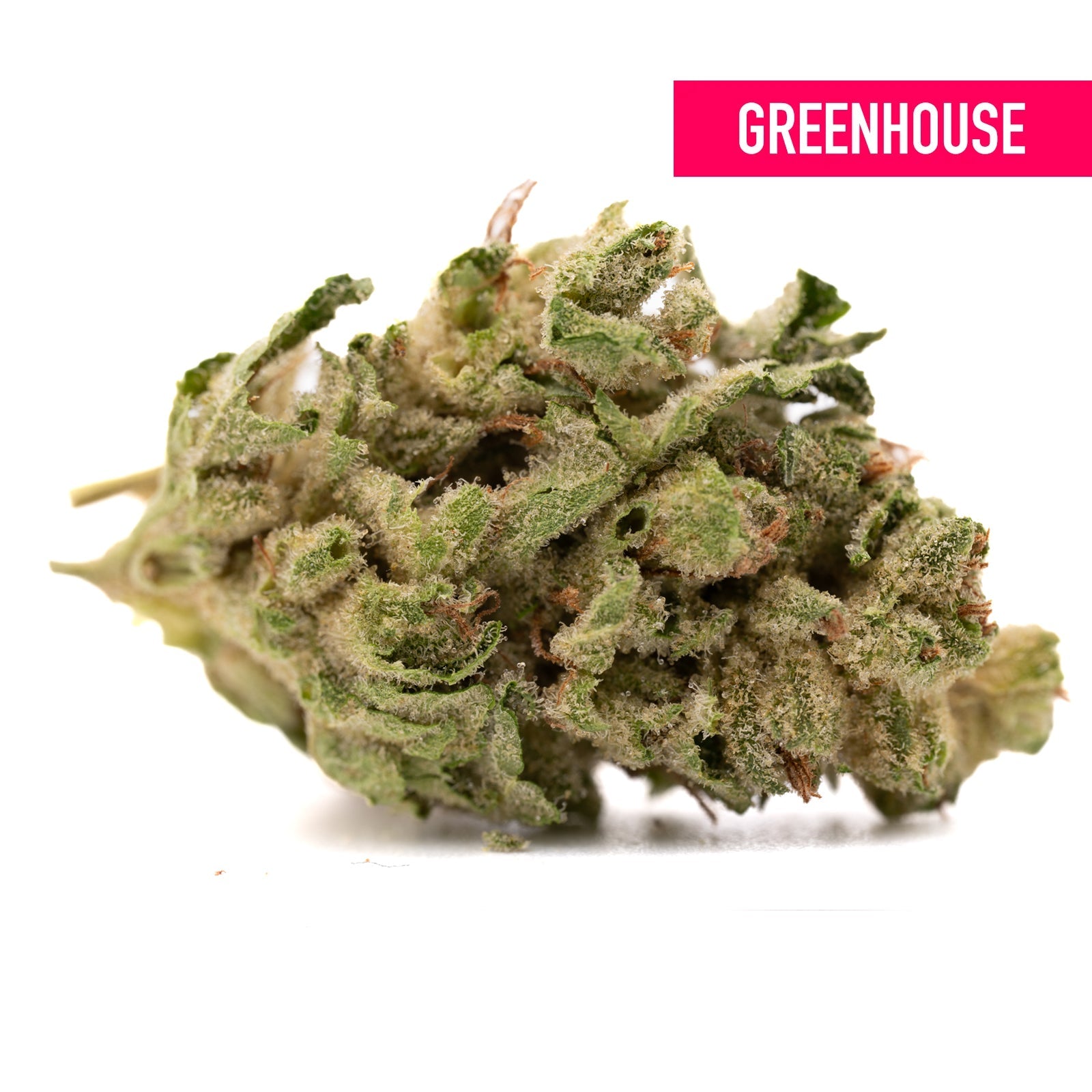 Gary Payton THCa Hemp Flower Greenhouse - Plants