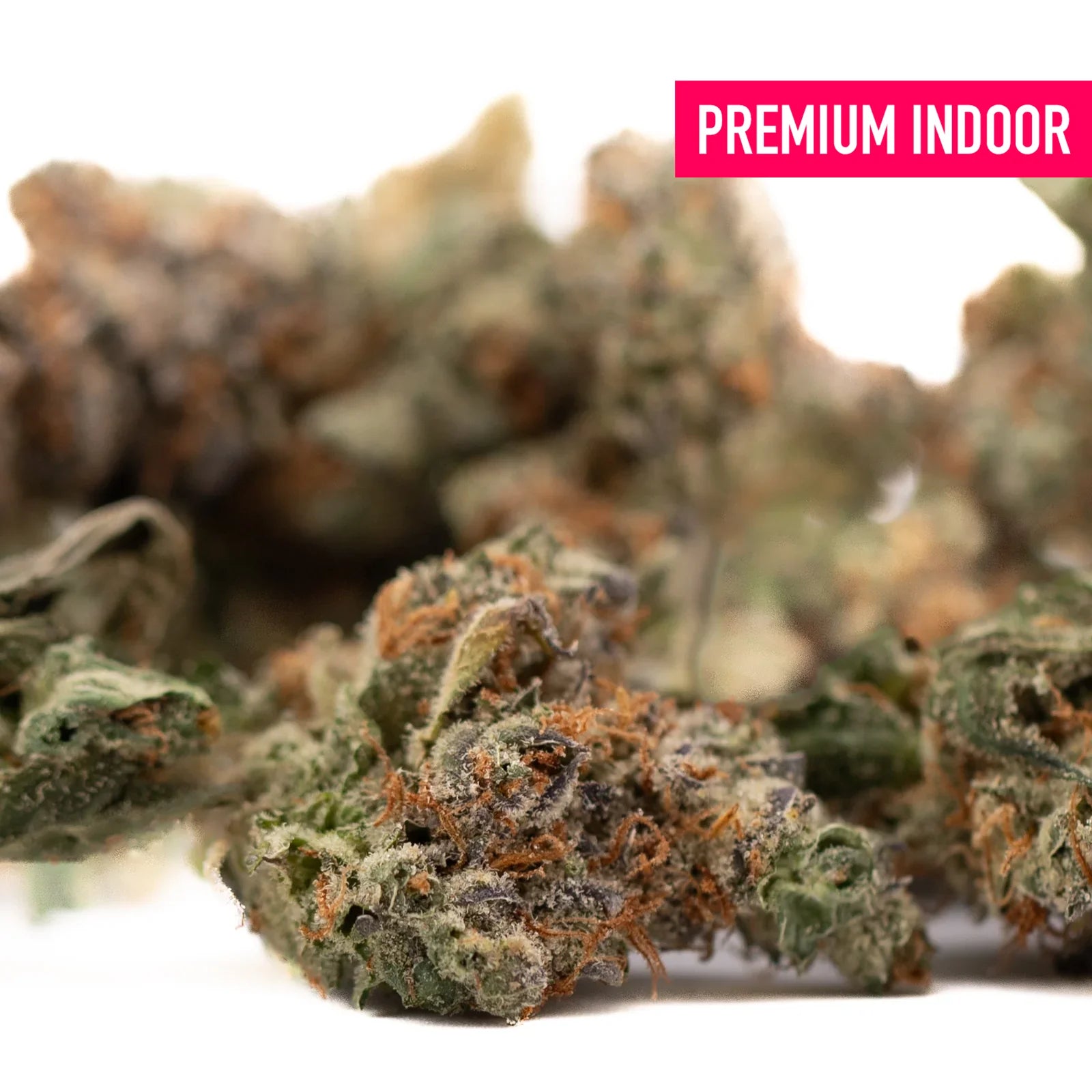 Dried Gassa Purple Indoor THCa Flower with orange hairs showcasing maximum potency