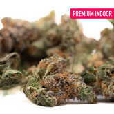 Dried Gassa Purple Indoor THCa Flower with orange hairs showcasing maximum potency