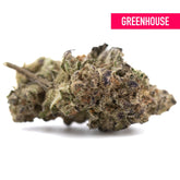 A dense resinous gassa purple greenhouse thca flower with green and purple hues and heavy diesel aroma