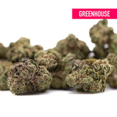 Gelato THCa Greenhouse smalls feature dense cannabis buds with green and brown trichomes for thca flower use