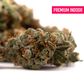 Dense trichome-covered GMO Indoor THCa Flower with orange pistils, premium wholesale product