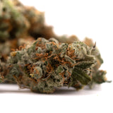 Dried GMO Kush Indoor THCa Flower with orange hairs and dense trichomes